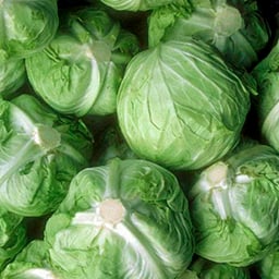 Cabbage