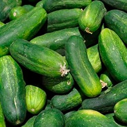 Cucumber